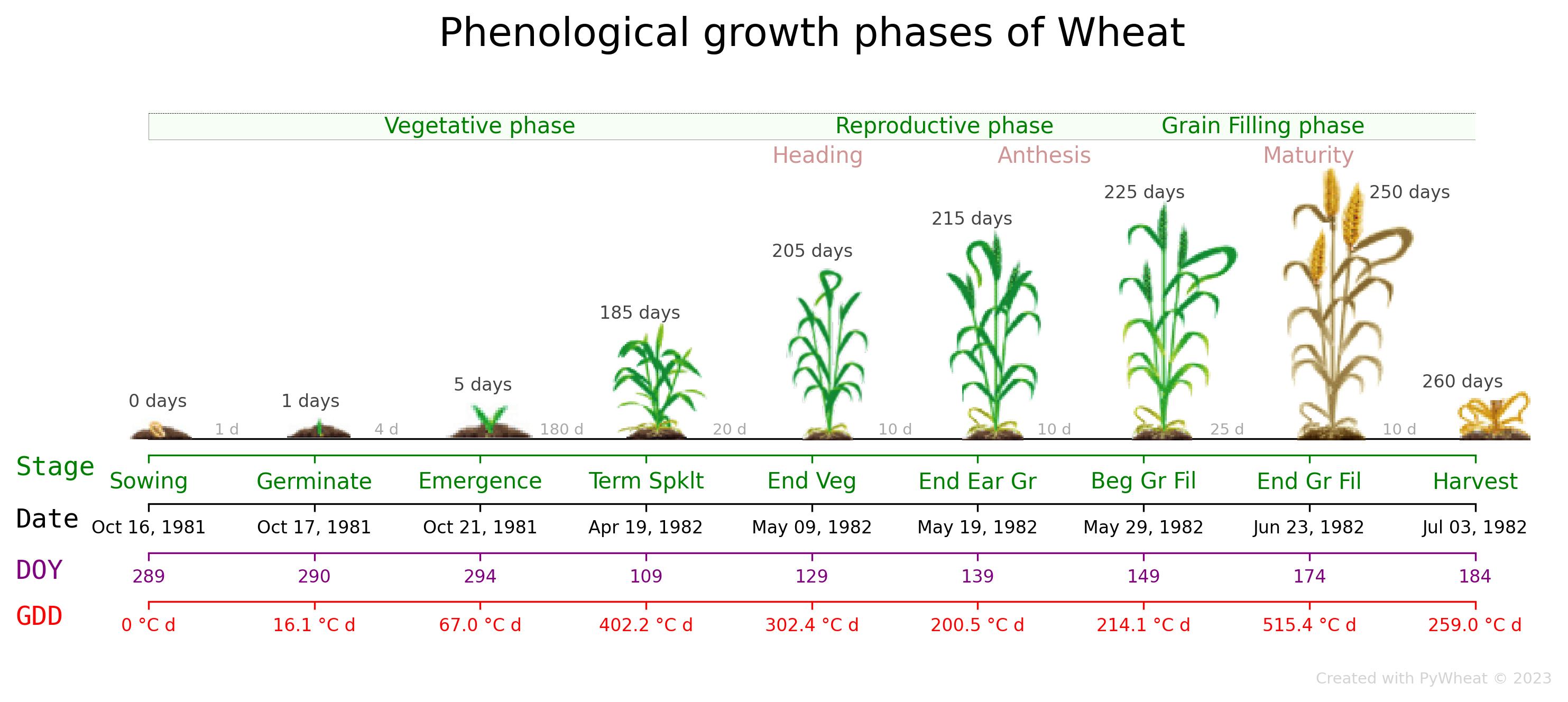 Figure of Phenological stages